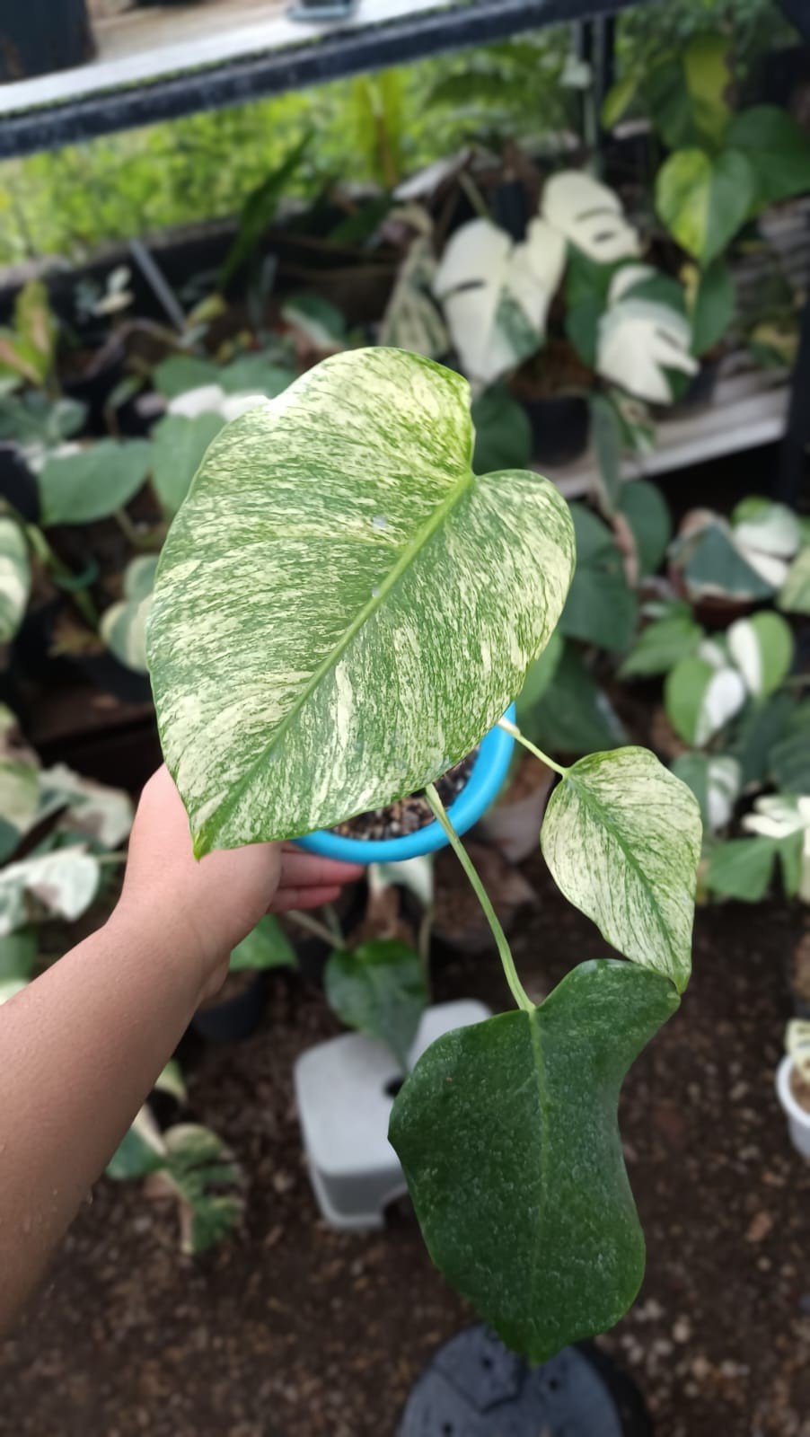 Real Picture Monstera White Monster Variegated 3 Leaves