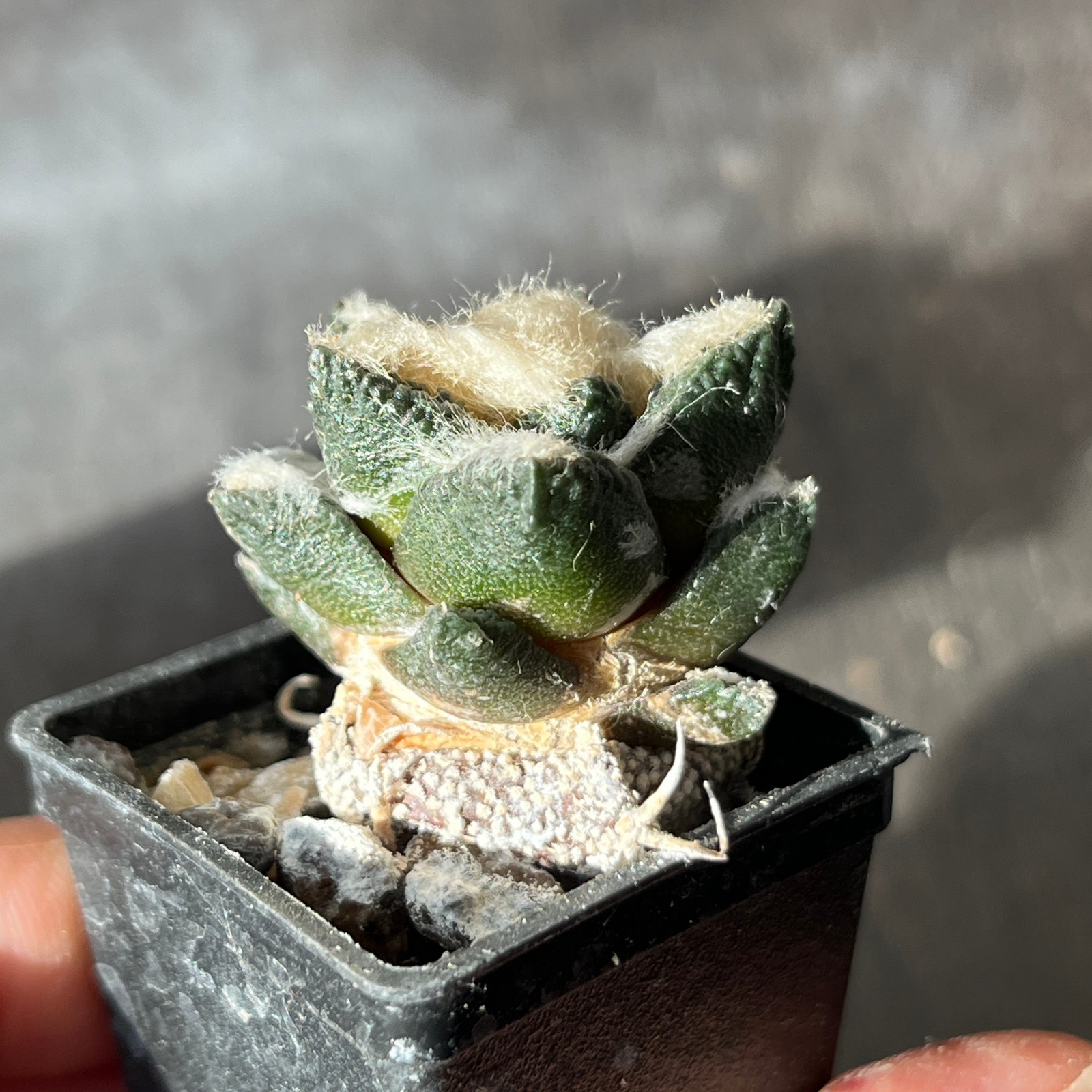 A7-4257 Cactus hybr (fiss x retusus) 2 pieces (Grafted)