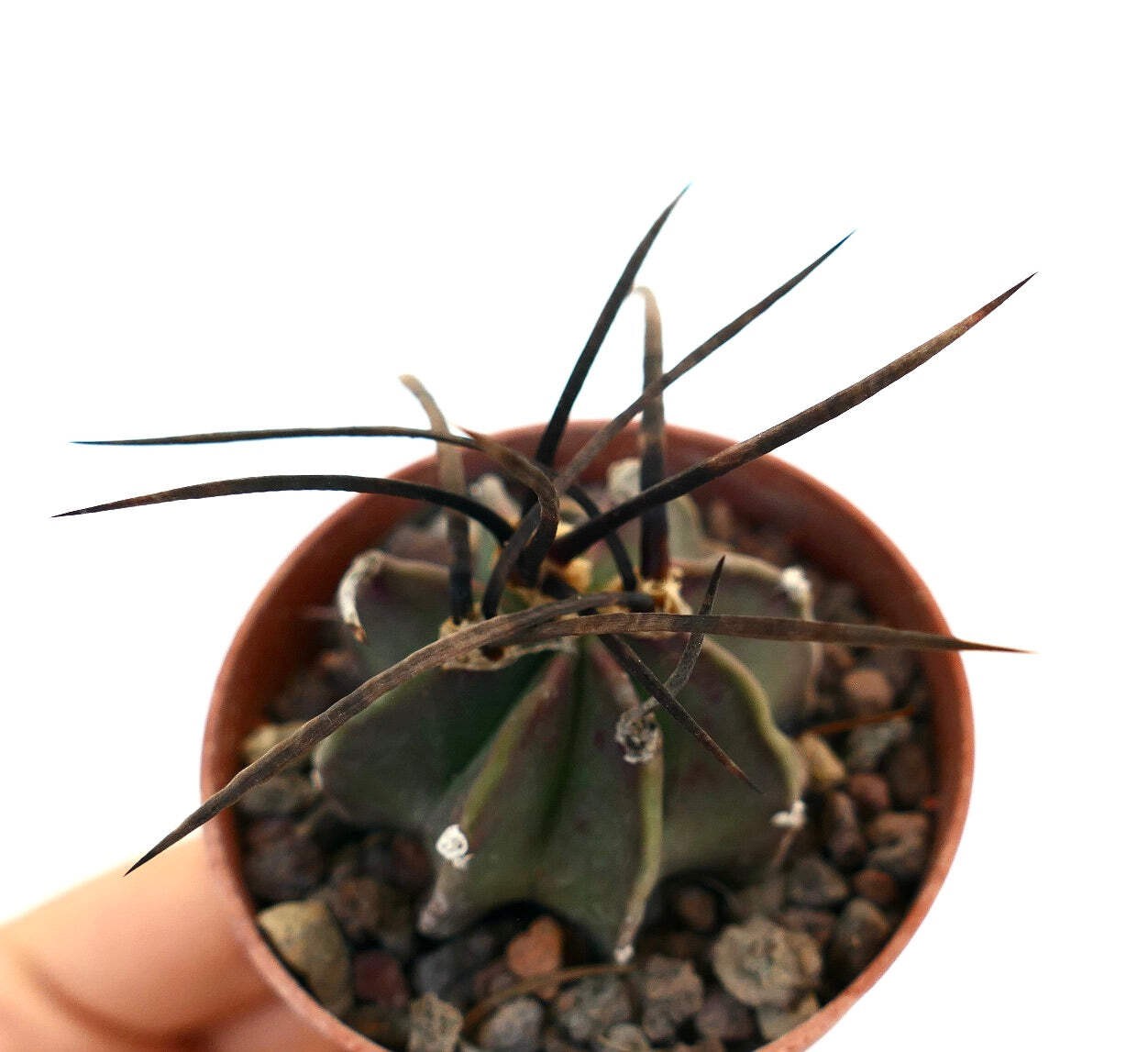 Astrophytum capricorne nudum X BUFFALO – Goat’s horn cactus | Star cactus