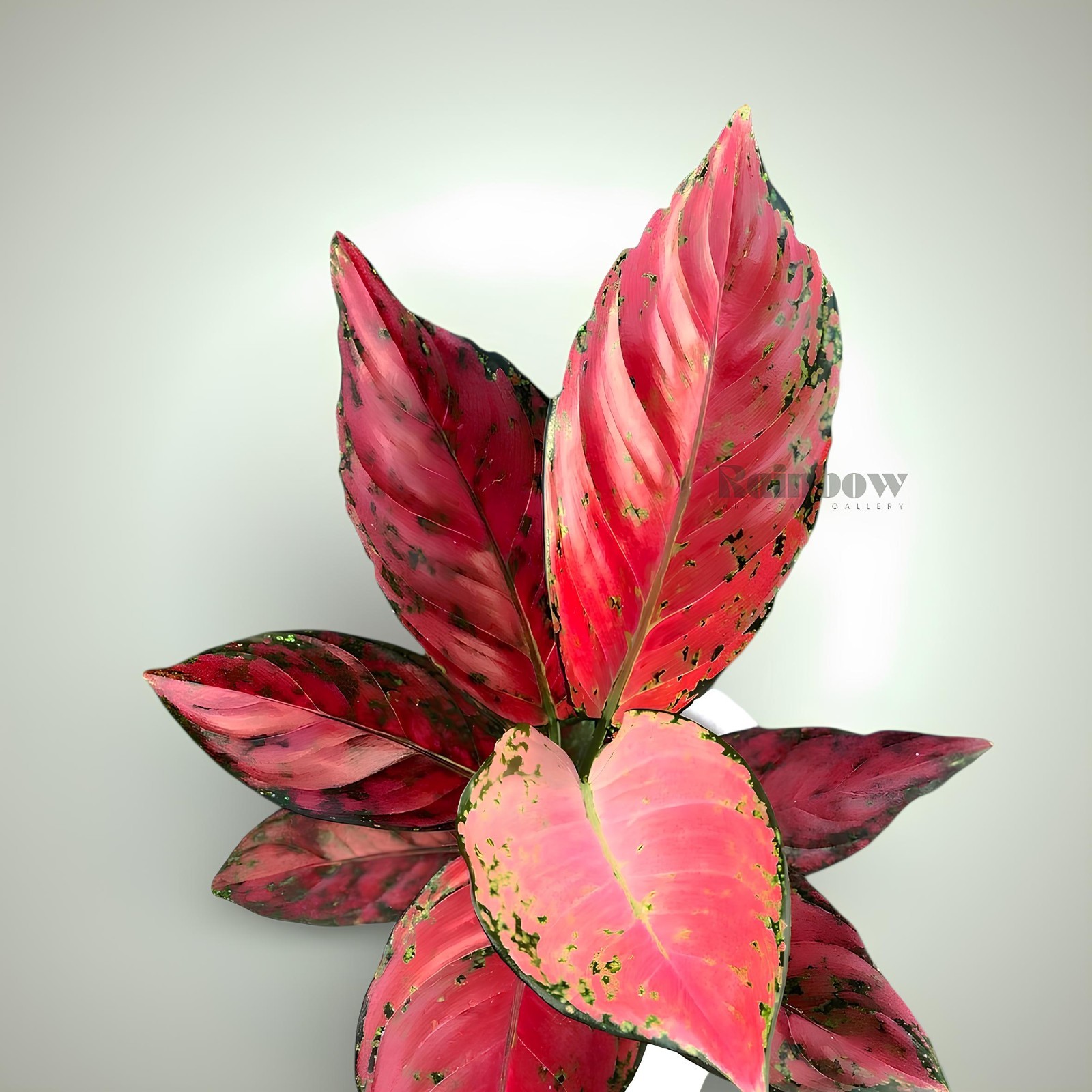 Aglaonema Red Venus Beatiful Ornamental Plant