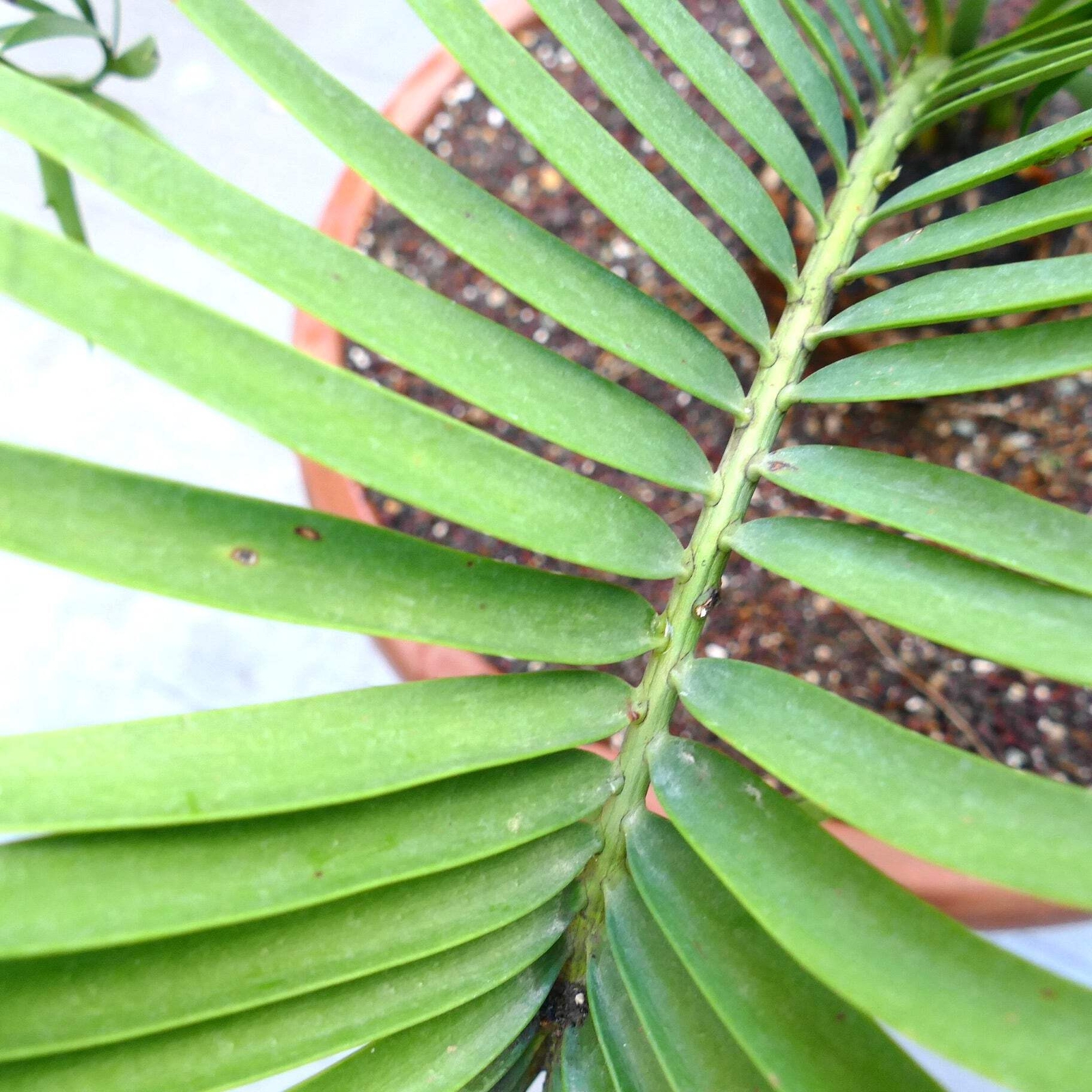 Encephalartos lebomboensis X longifolius 12x11cm CAUDEX – NO latifrons hirustus