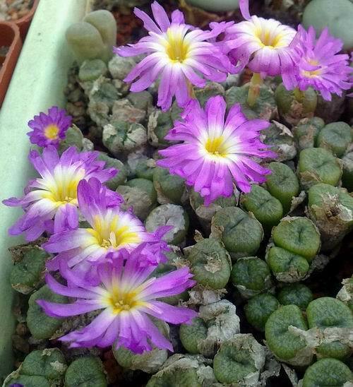 CONOPHYTUM MIX SEEDS 100 PCS 2022 harvest /approximately 20 species/