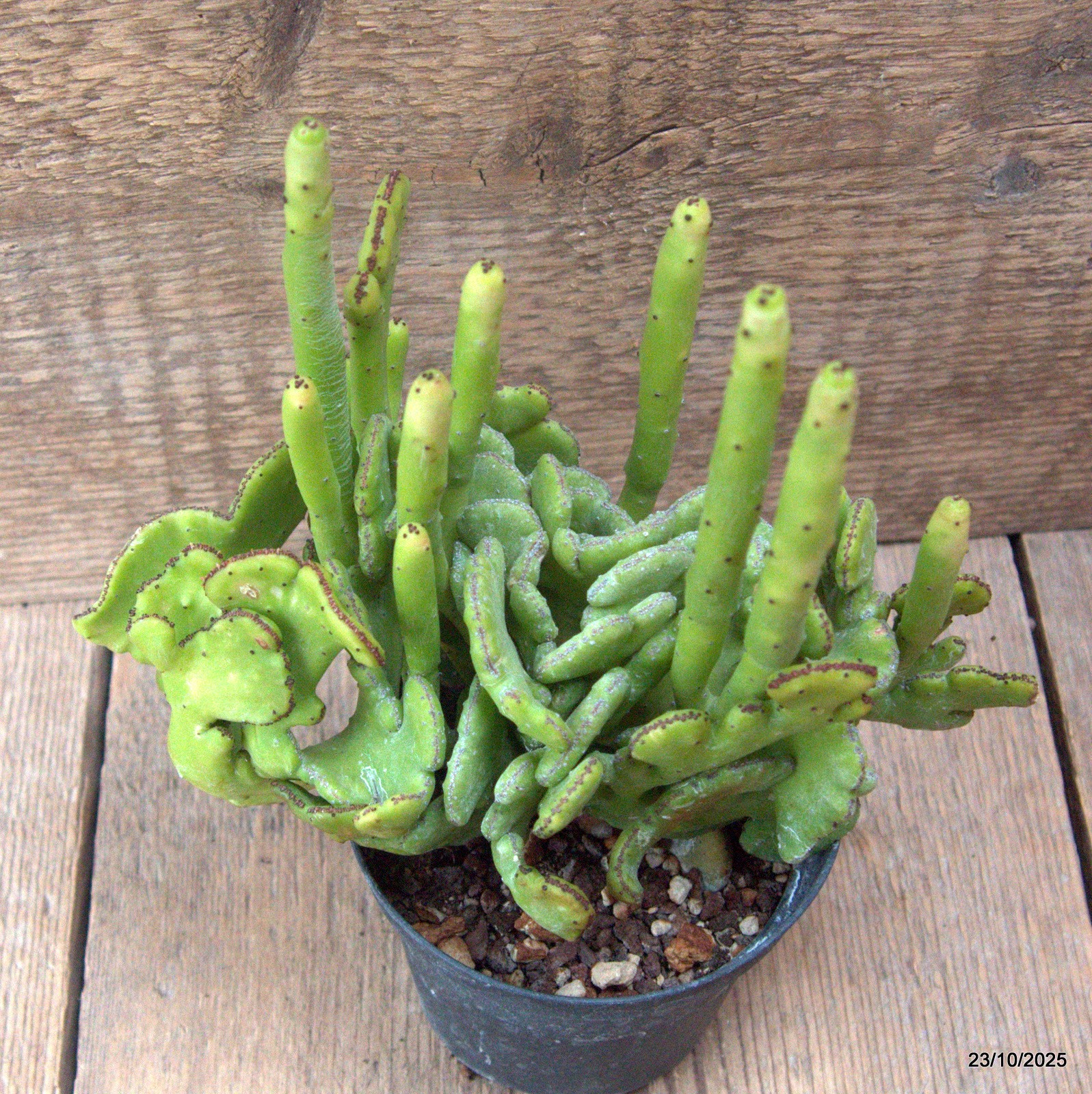 D7127 EUPHORBIA LEUCODENDRON CRESTED pot10-H18-W20 cm MaMa Cactus