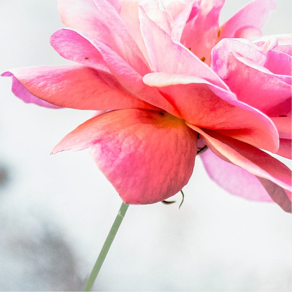 Vibrantly Colored Flower Rods Perfect for Crafts and Floral Arrangements 100pcs