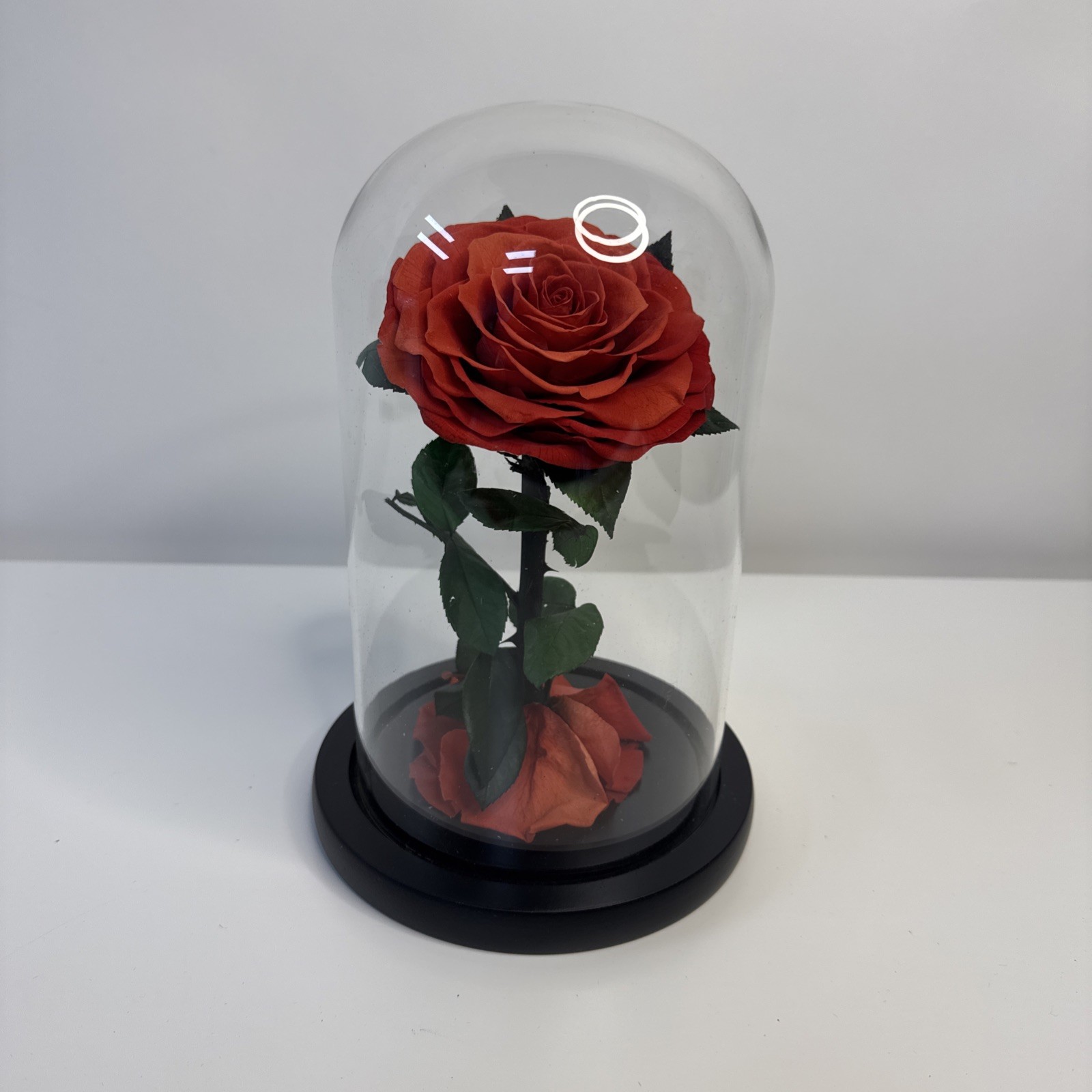 Preserved Real Red Rose in Glass Dome