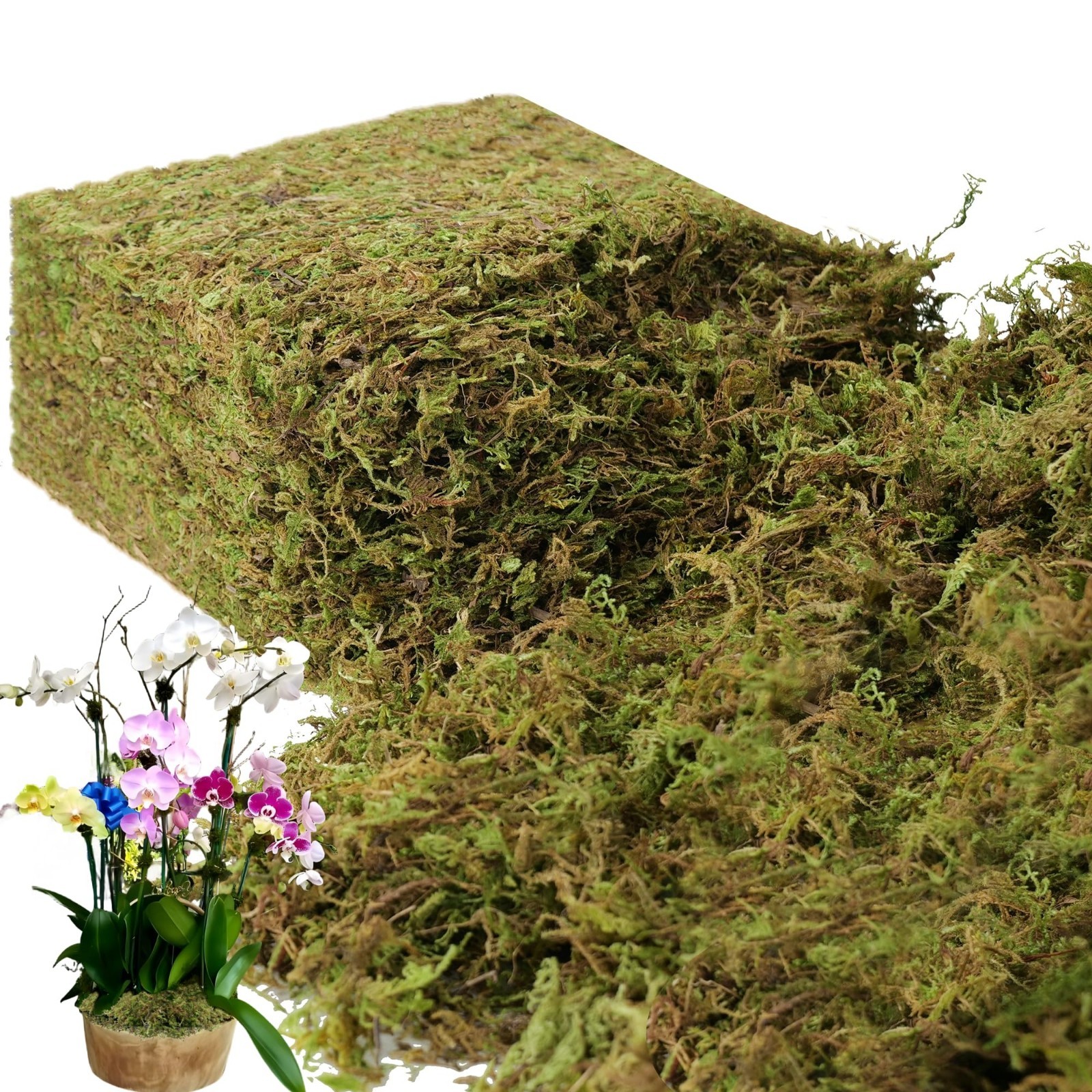 Large Capacity 2.2LB Fake Moss for Indoor Plants & Crafts – Fresh Green Decor