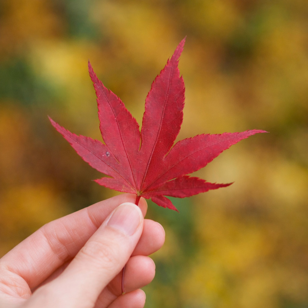 Acer palmatum cv atropurpureum 35-50cm | Japanese maple | Smooth Japanese maple