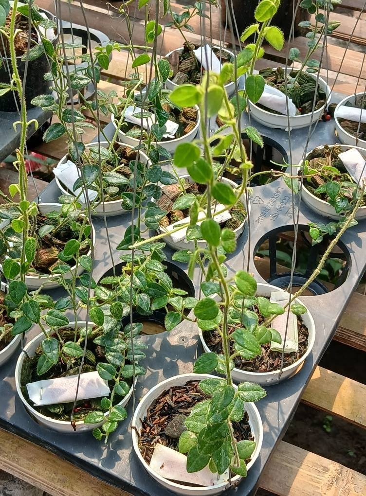 Real Picture Hoya Sp Mamasa Sulawesi Rare Tropical Wax Plant