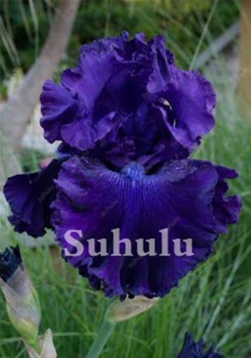 (10) IRIS SEEDS rare exotic flower home blossom garden plant USA SELLER W/TRACK