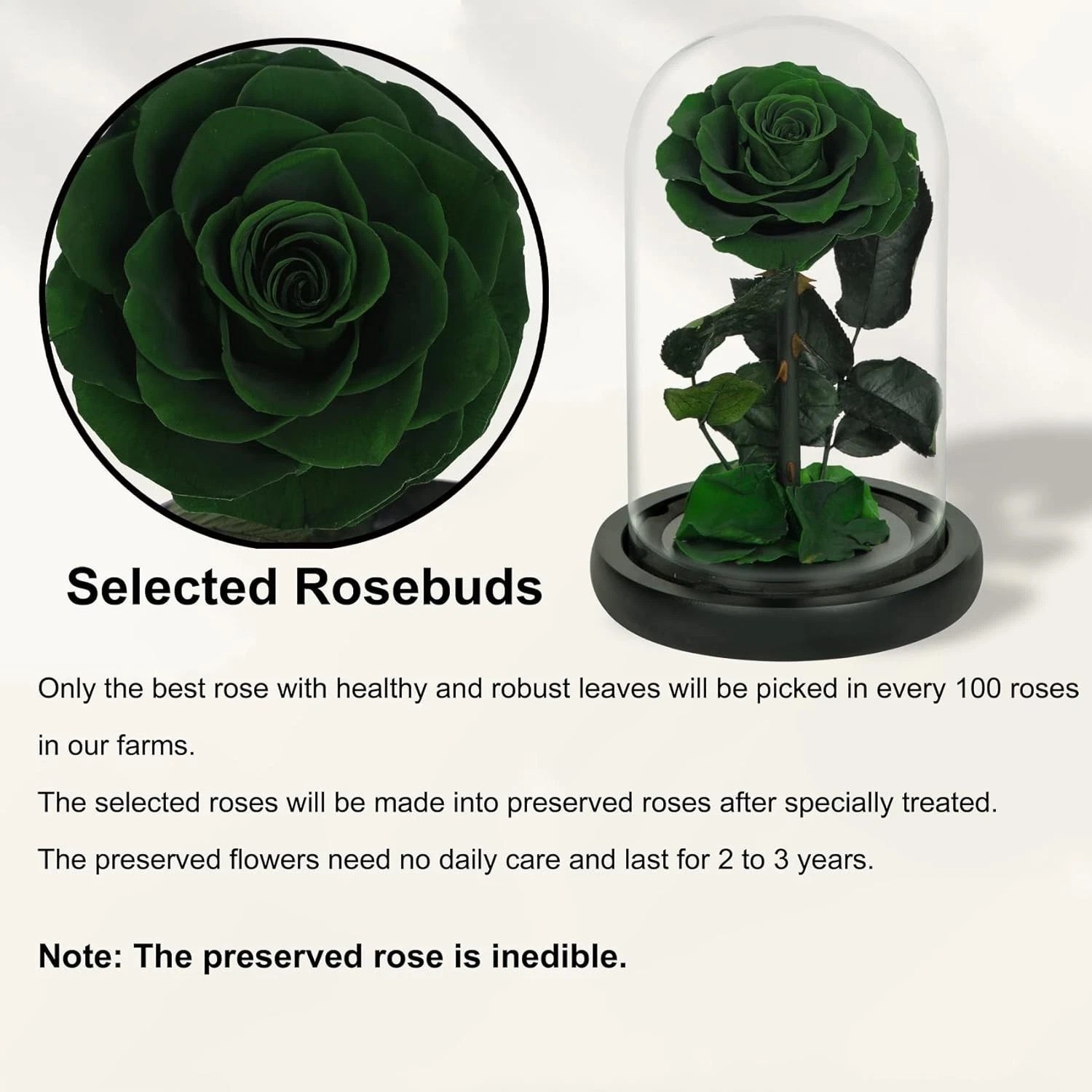 Elegant Handmade Preserved Roses in Glass Dome – Lasting Green Floral Gift
