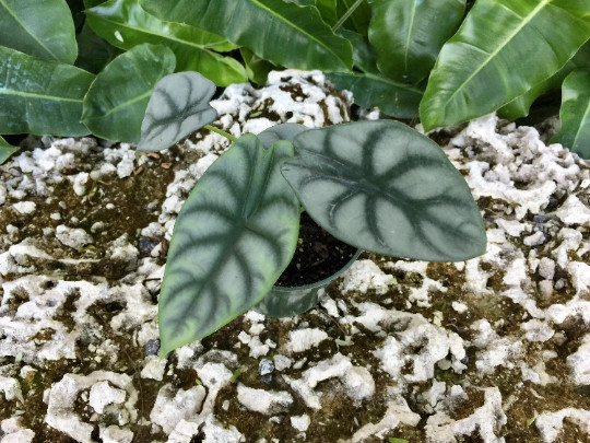 Alocasia Badinga ‘Silver Dragon’ 4″ Pot| RARE Indoor/Outdoor Live Tropical Plant
