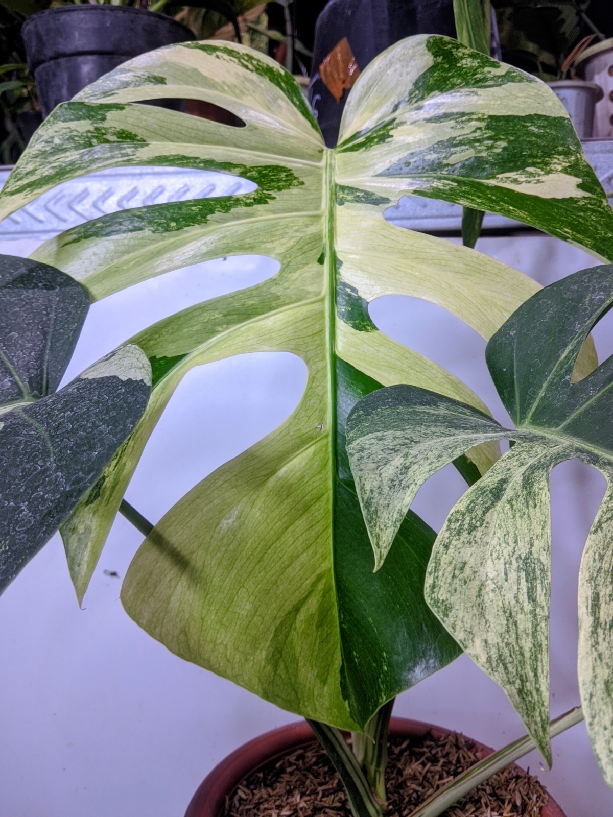 Monstera Jungle Mint Variegated Real Picture Super Beauty