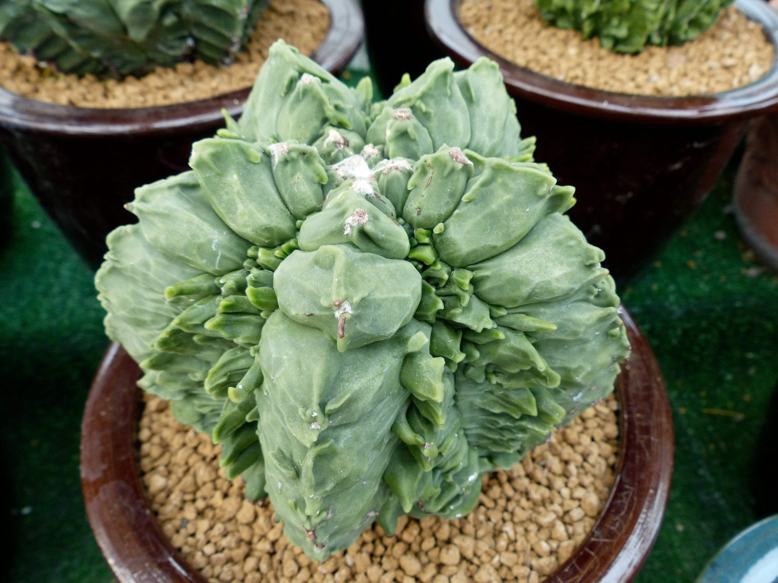 Astrophytum myriostigma var. nudum cv FUKURYU SEEDS – Rare Cactus SEEDS
