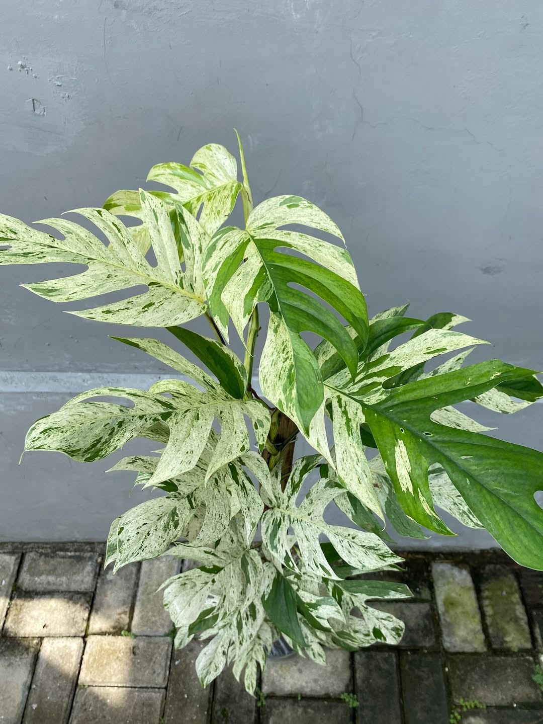 Epipremnum Pinnatum Marble Bulbasaur Variegated Real Picture Large Size