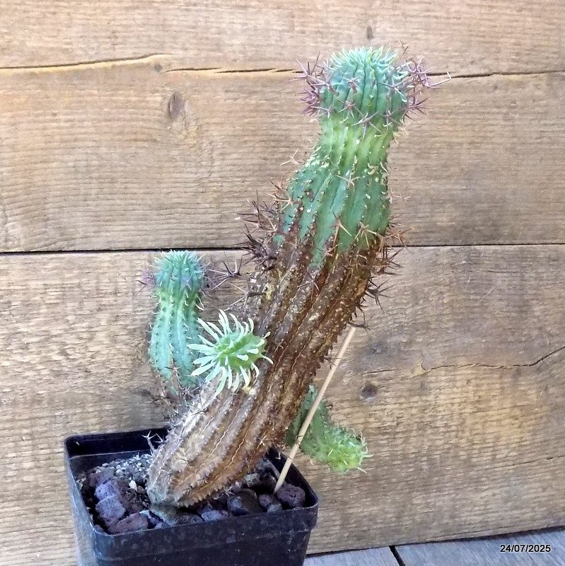 D5486 EUPHORBIA STELLISPINA pot12-H30-W15 cm MaMa Cactus