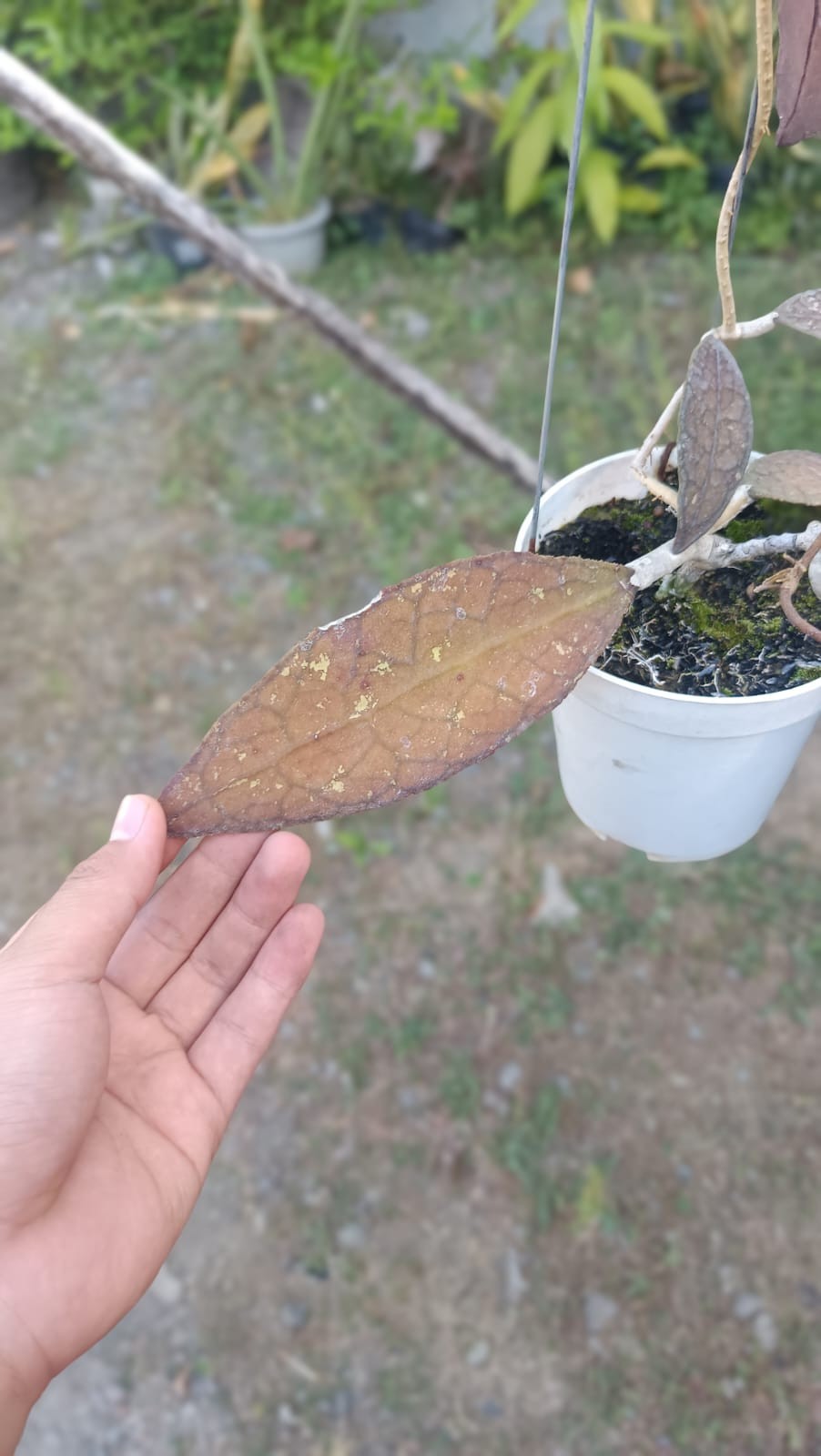 Real Picture Hoya Clemensiorum Crocodile Red Brown Big Sizw