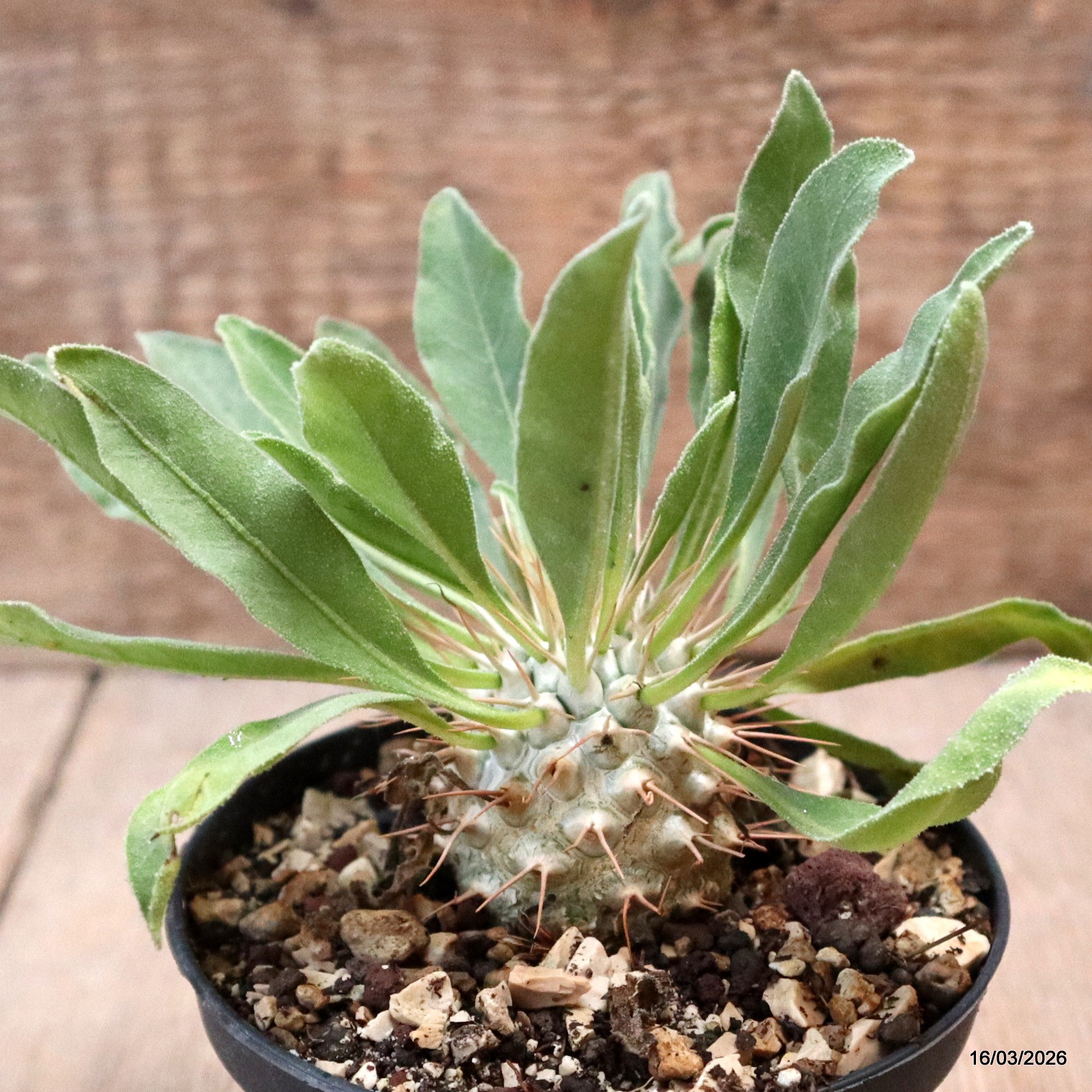 D8022 PACHYPODIUM NAMAQUANUM pot10-H4-W4 cm MaMa Cactus