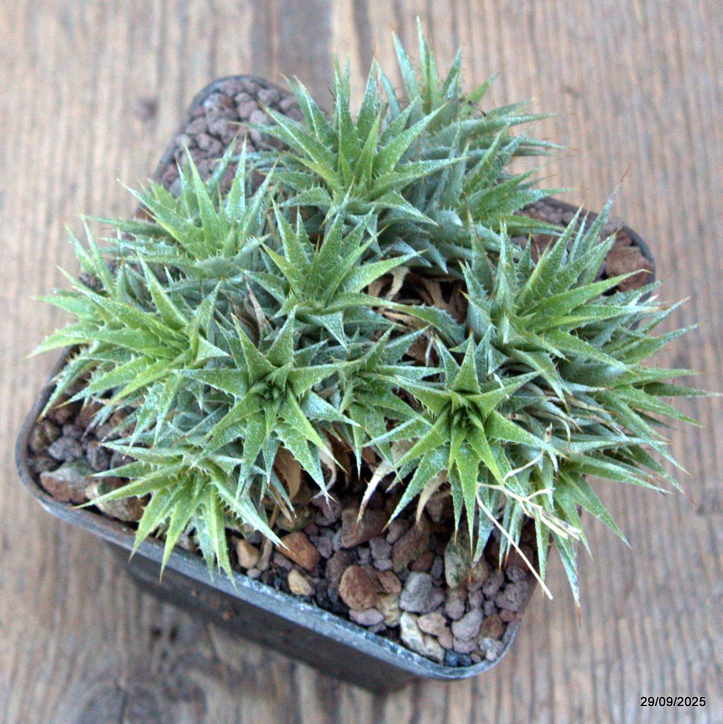 D6735 ABROMEITIELLA CHLORANTHA pot8-H6-W10 cm MaMa Cactus