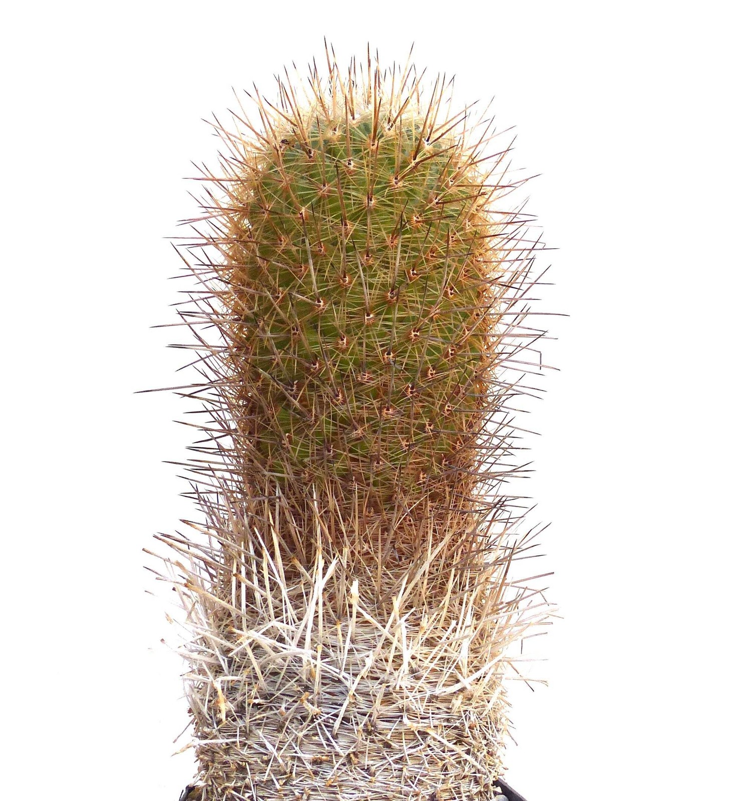 Thelocactus conothelos 10 SEEDS – Rare Cactus SEEDS