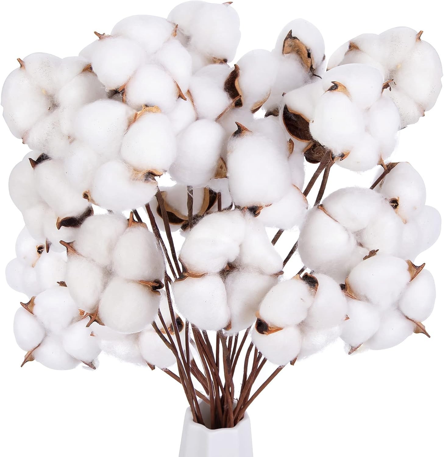 “DomeStar 30PCS Natural Dried Cotton Stems 15″” Tall, Rustic Cotton Sprigs for V