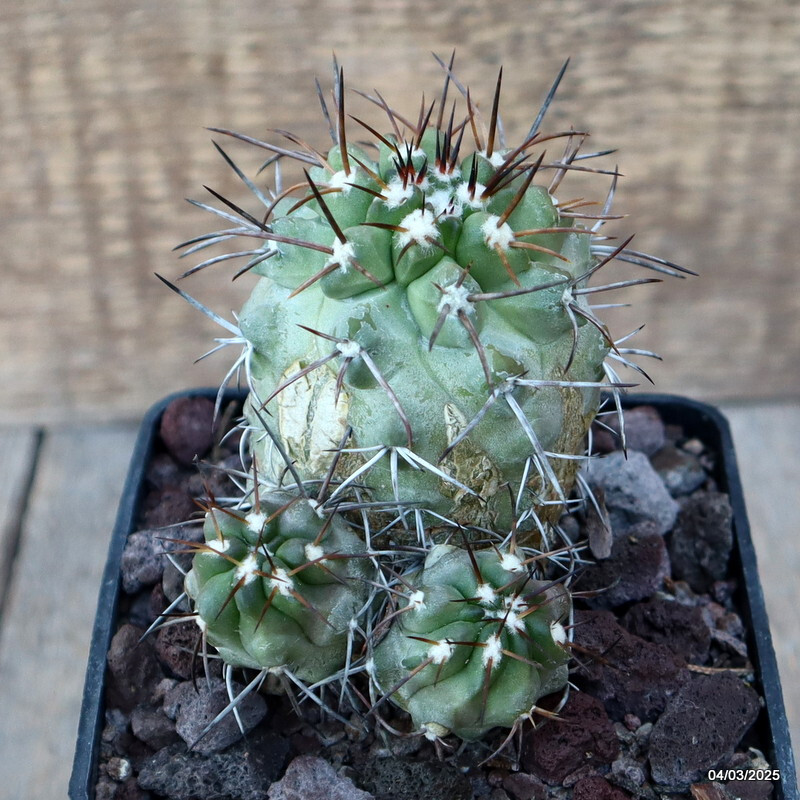 D3288 COPIAPOA PEPIANA pot10-H10-W10 cm MaMa Cactus