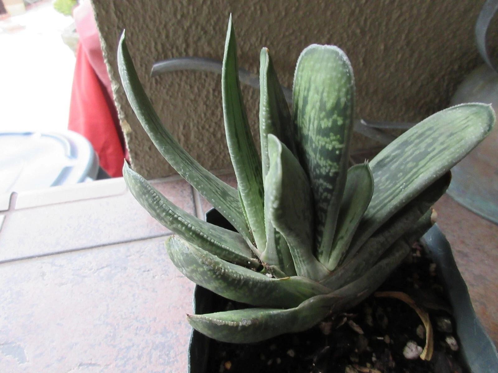 Gasteria Gracilis Gasteria Glomerata Succulent Cactus Plant