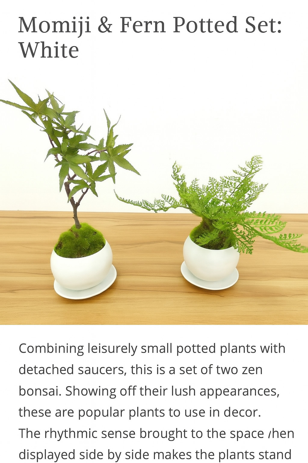 Cup Bonsai Set Momiji & Fern Faux Plant 2pcs Made in Japan Mini Zen Decor