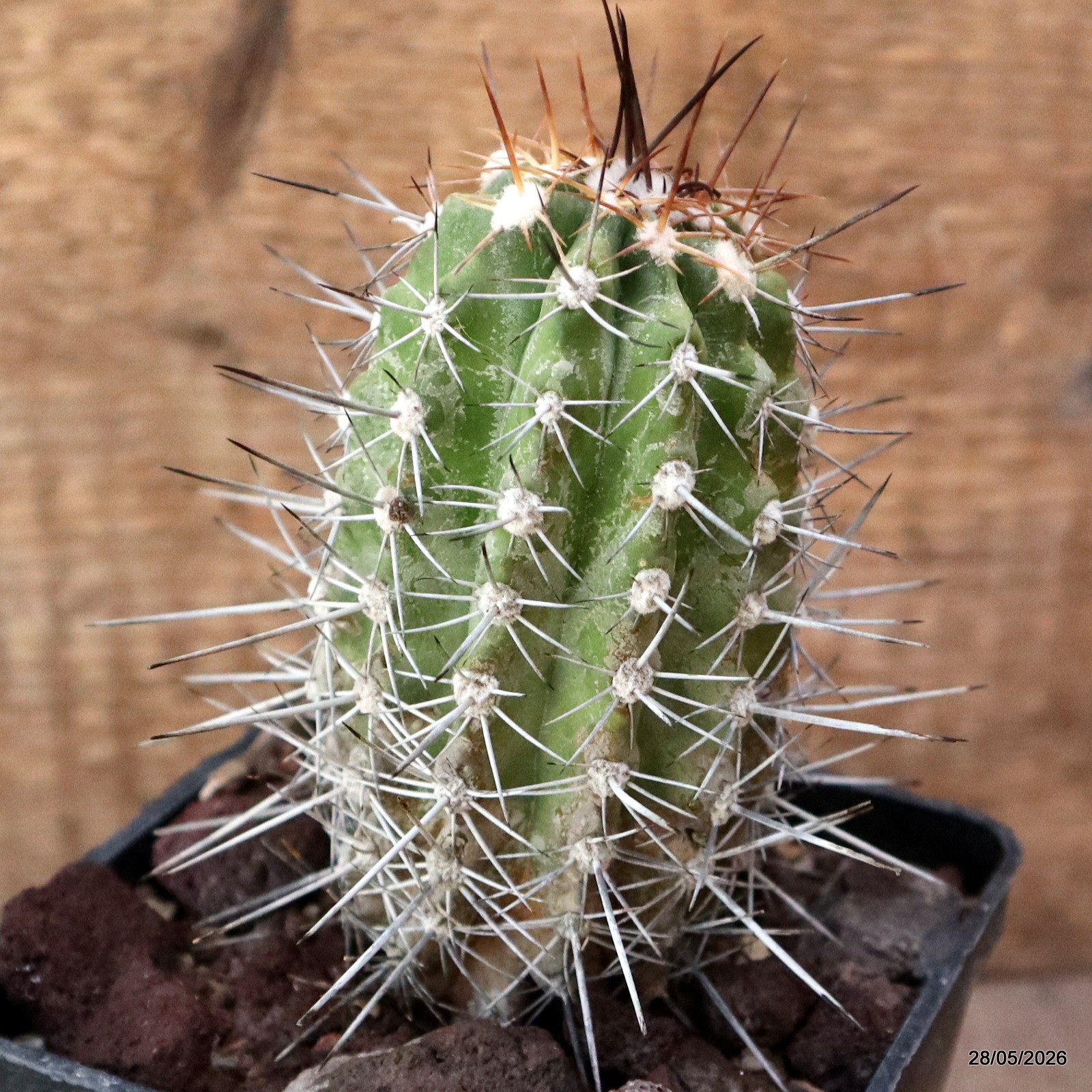 D3494 COPIAPOA LONGISPINA pot10-H11,5-W6 cm MaMa Cactus