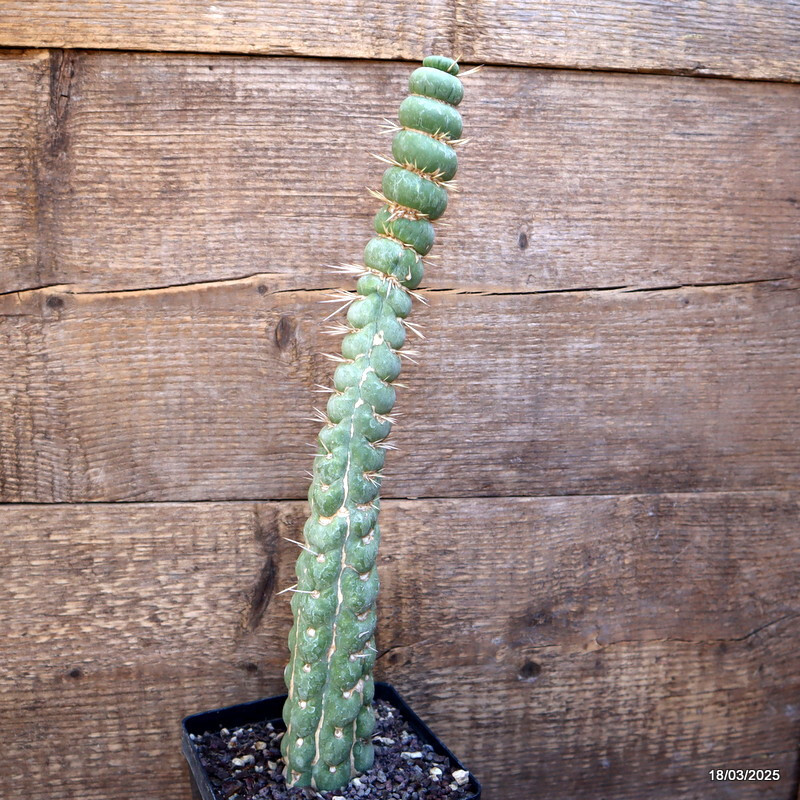 A6886 EULYCHNIA CASTANEA SPIRALIS pot12-H28-W6 cm MaMa Cactus