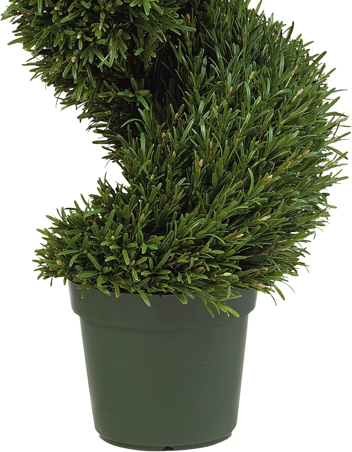 4Ft. Rosemary Spiral Silk Tree – Lifelike Indoor/Outdoor Decor