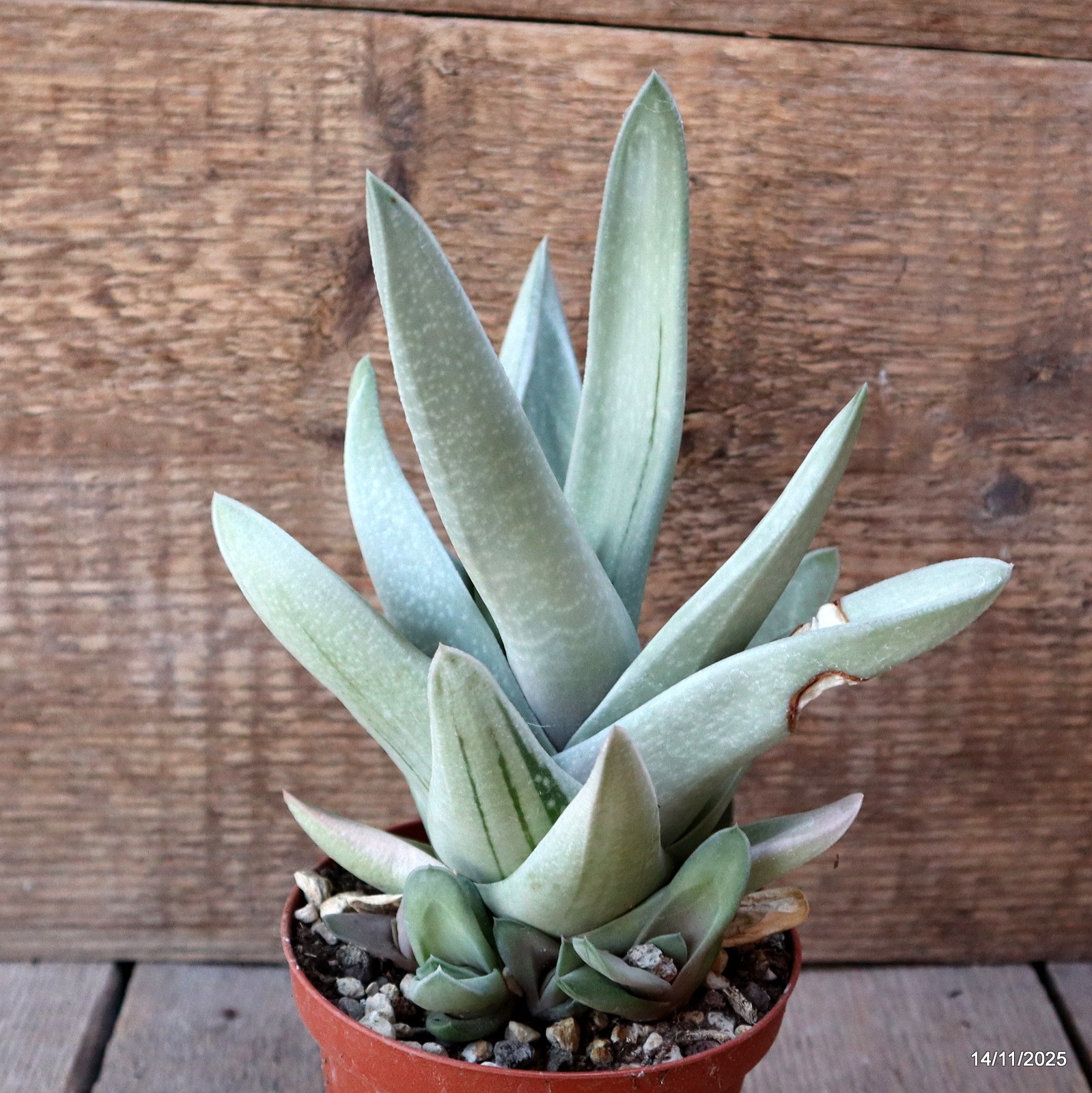 D7375 GASTERIA GREEN ICE pot10-H19-W15 cm MaMa Cactus