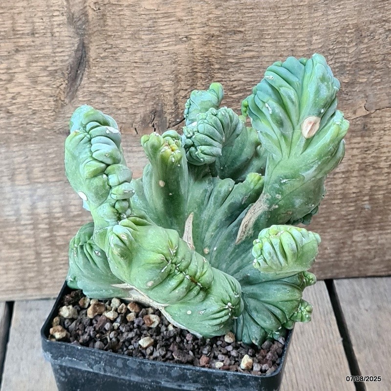 D5759 MYRTILLOCACTUS GEOMETRIZANS CRESTED pot12-H15-W18 cm MaMa Cactus