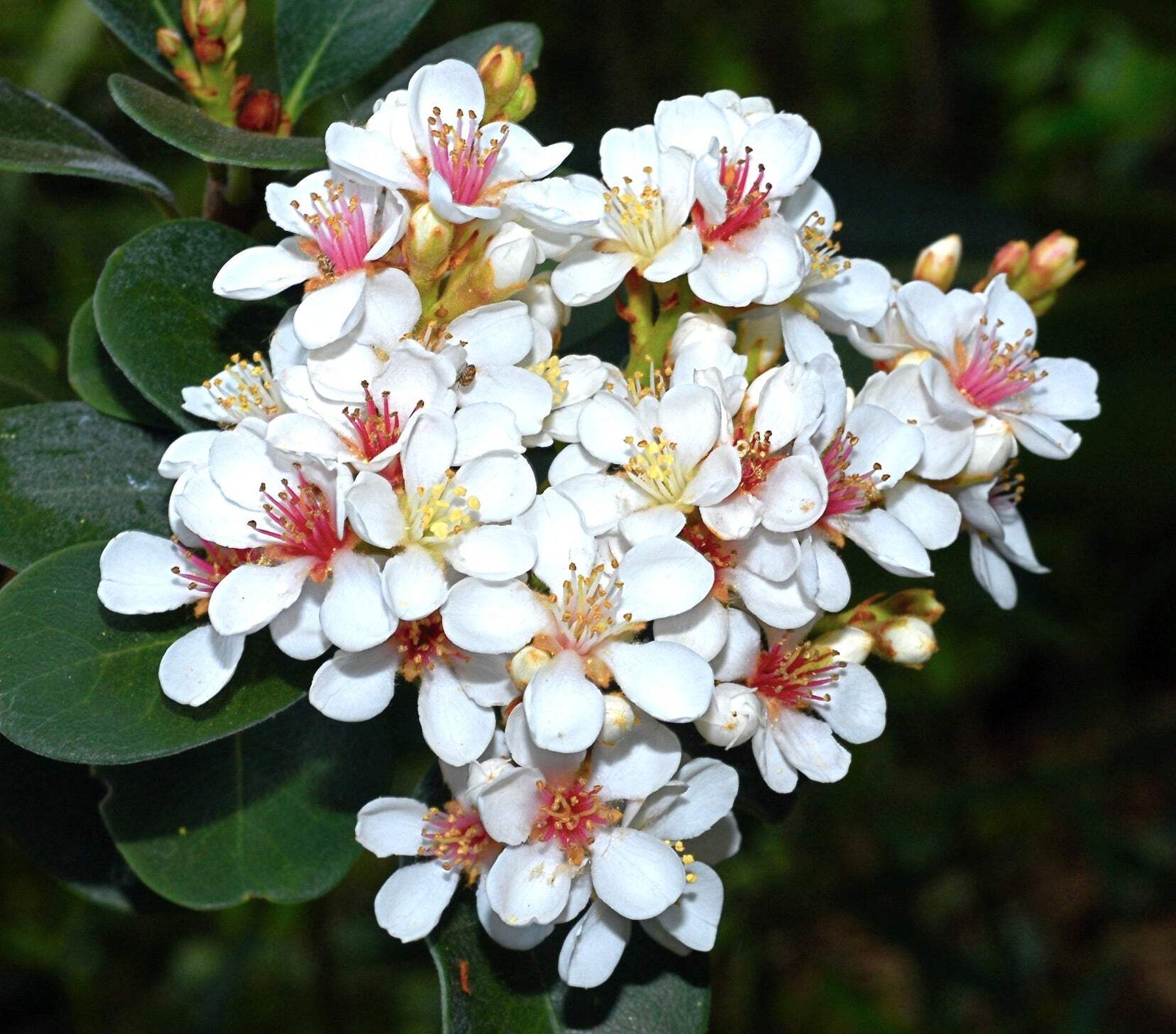 Raphiolepis indica – Indian hawthorn