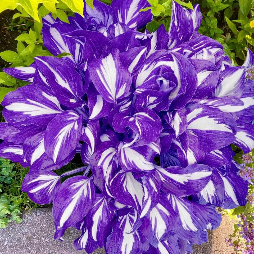 200 Purple Hosta Seeds, Rare Colorful Perennial Hosta Plants for Planting