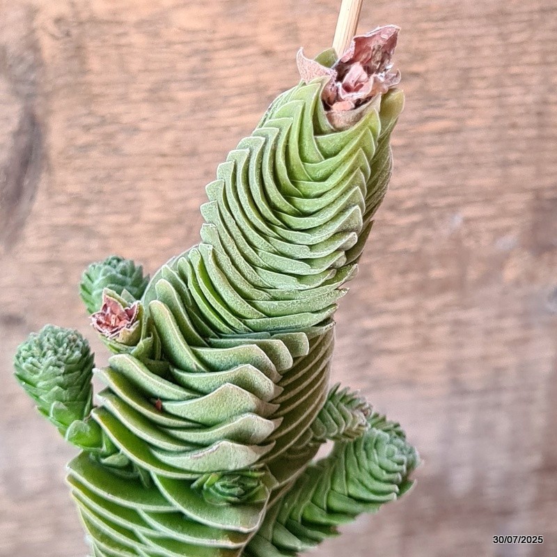 D5581 CRASSULA BUDDHA’S TEMPLE pot10-H19-W8 cm MaMa Cactus
