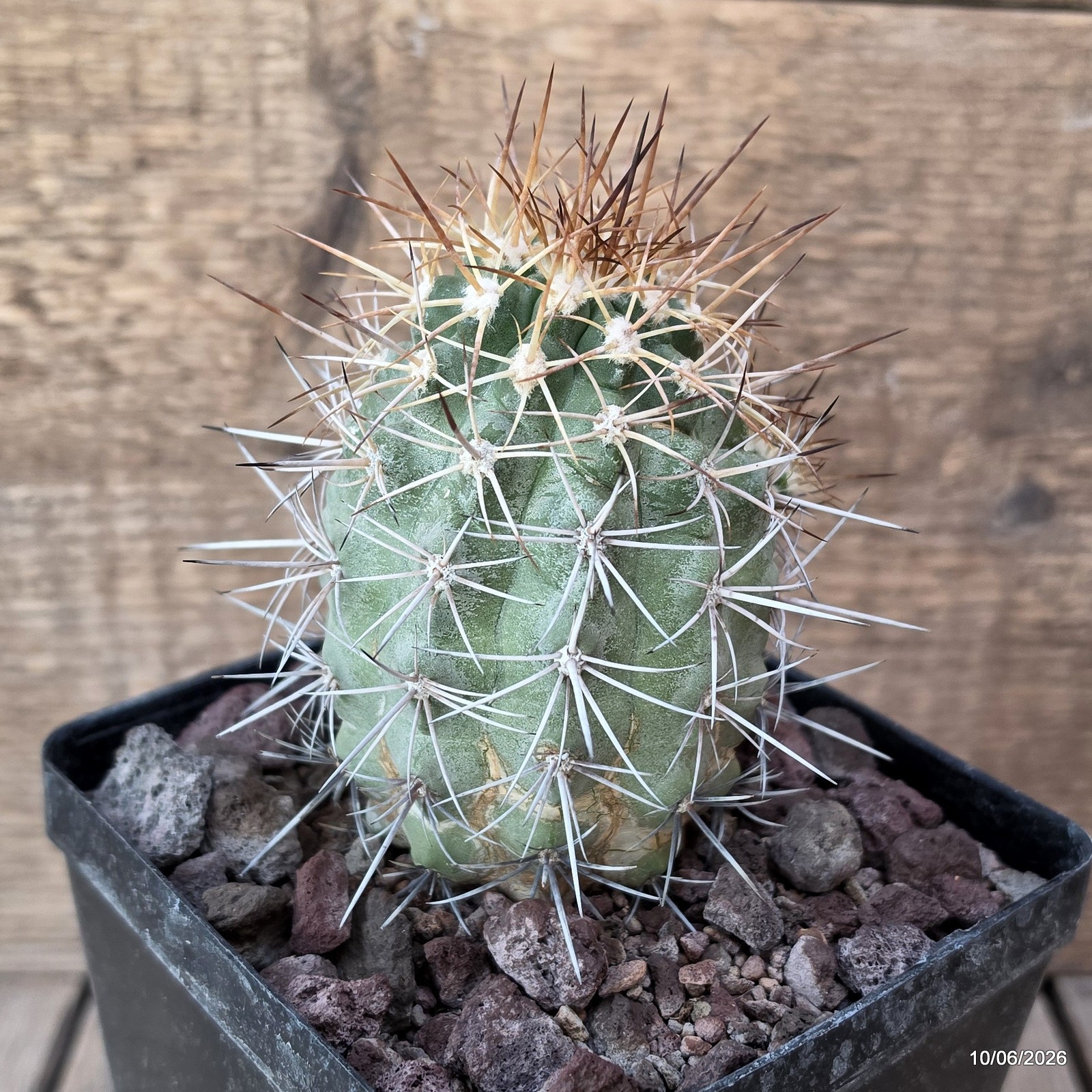 D3430 COPIAPOA MULTICOLOR KK1394 pot12-H11-W7,5 cm MaMa Cactus