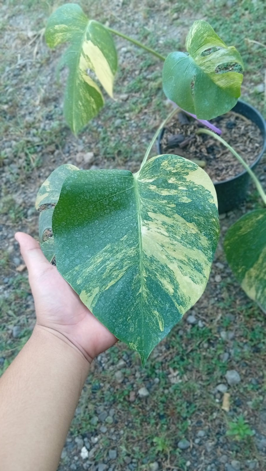 Real Picture Monstera Marmorata Threecolor Variegated 5 Leaves.