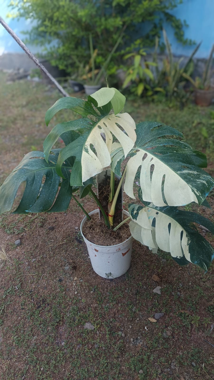 Real Picture Monstera Albo Halfmoon Variegated 5 Leaves Mature Size
