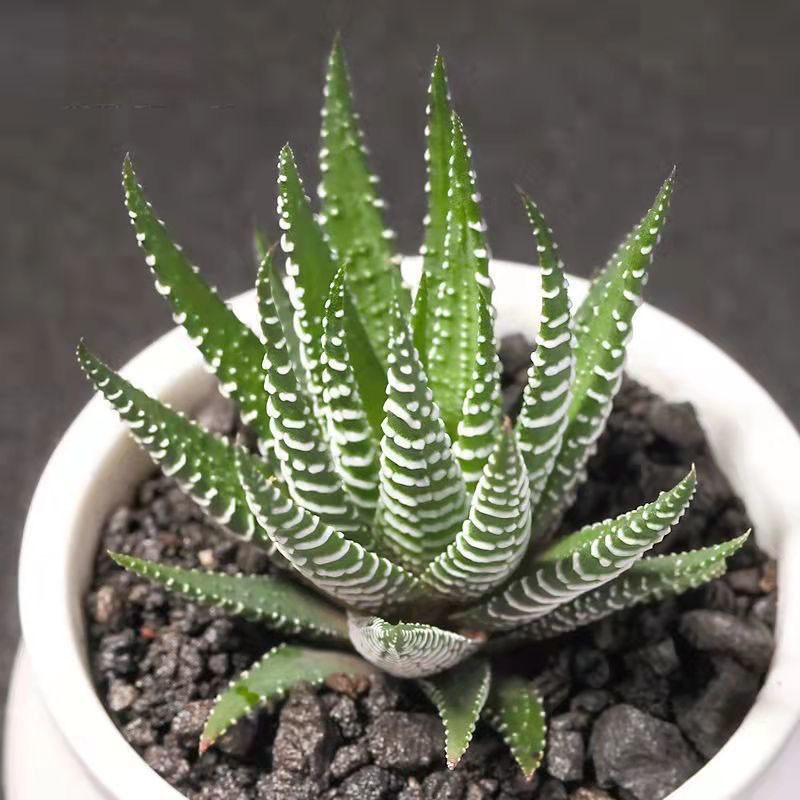 2 Pack Rare Cactus Succulent Plants | Live House Plants for Home & Office Decor