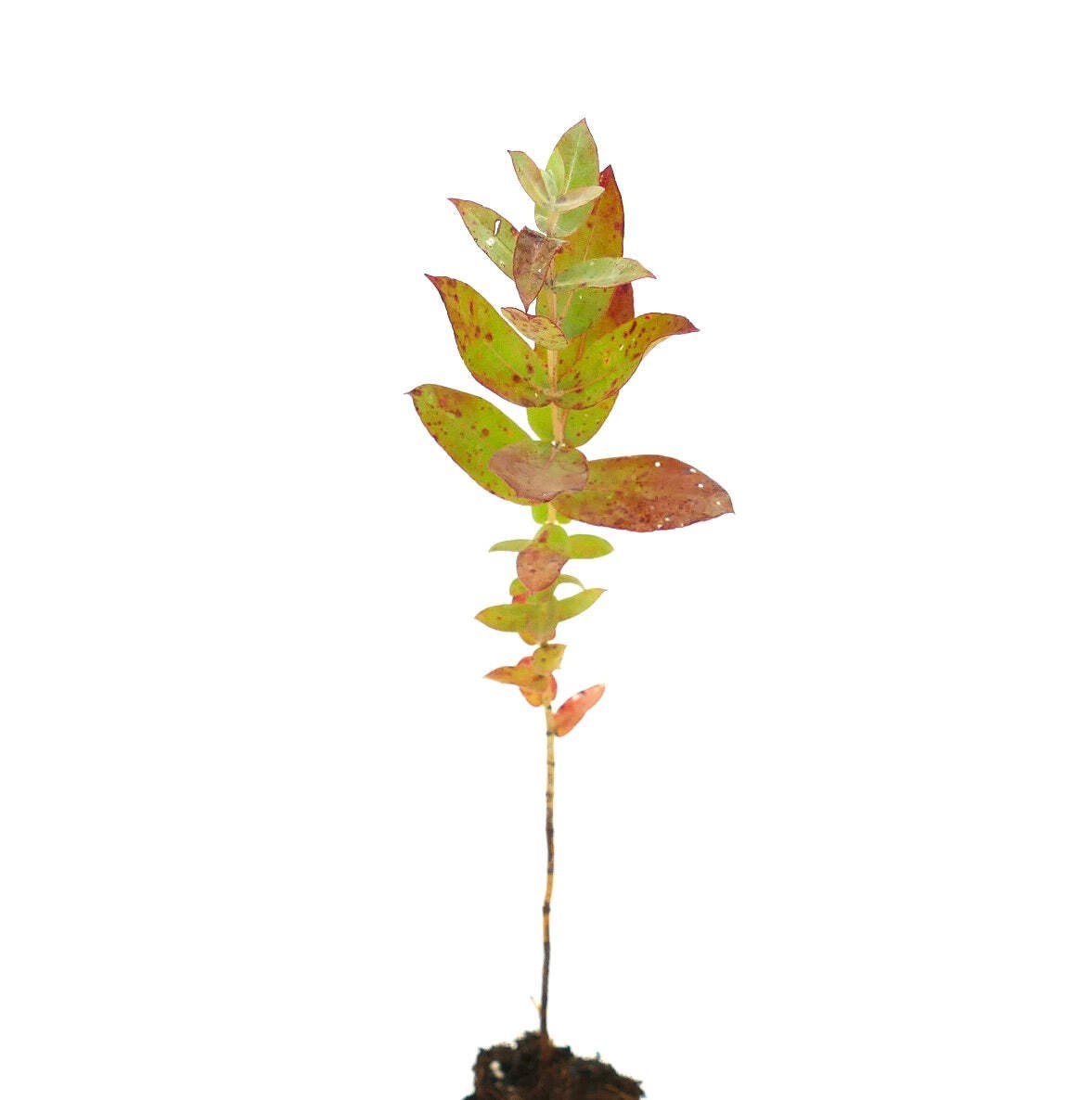 Eucalyptus globulus – Tasmanian blue gum | Southern blue gum