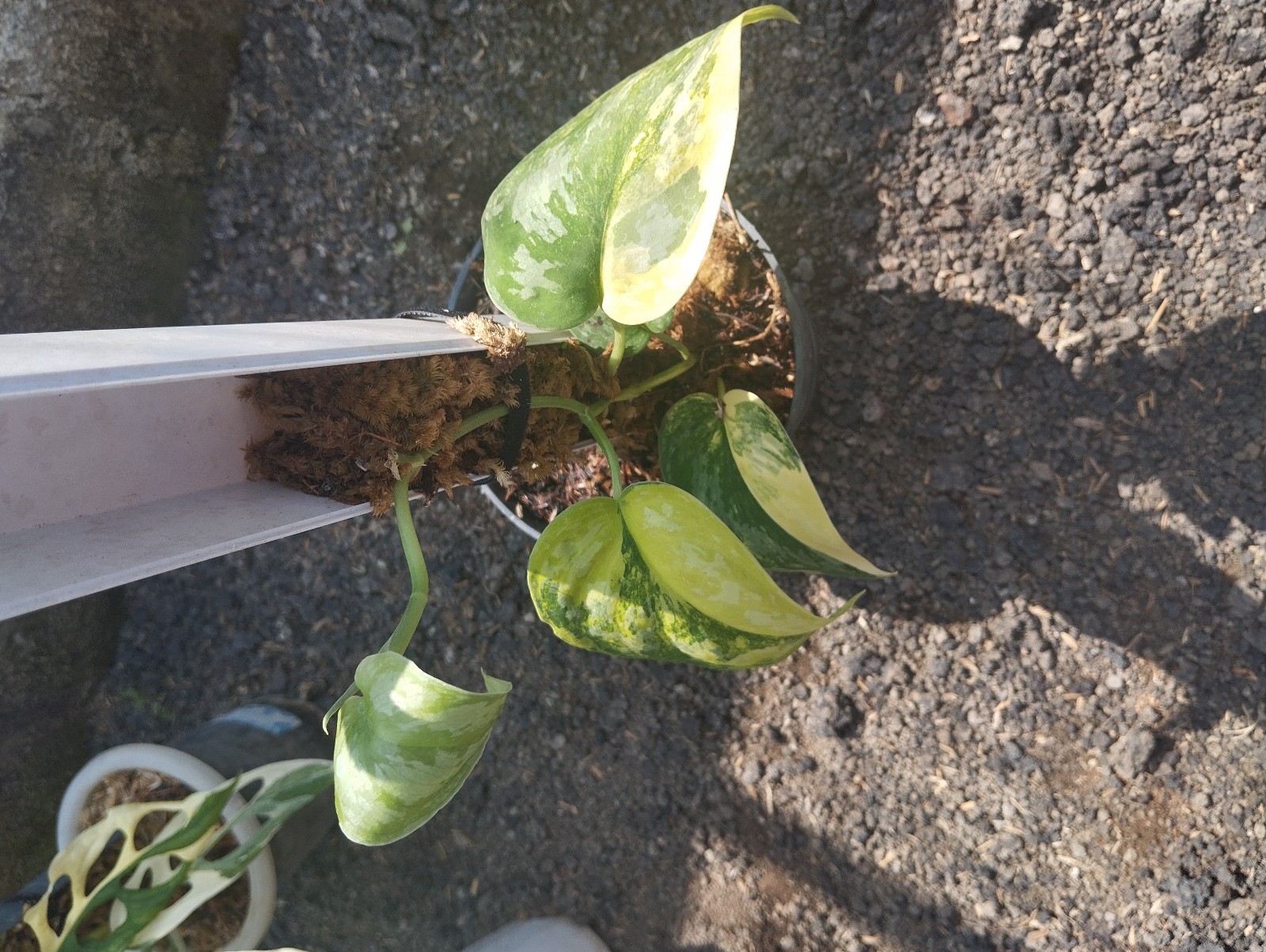 Scindapsus Andalas Variegated Medium Size Real Picture