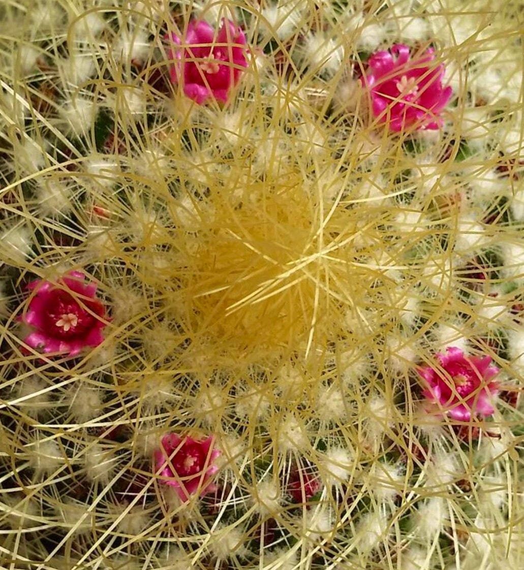 Mammillaria pringlei SEEDS – Rare Cactus SEEDS