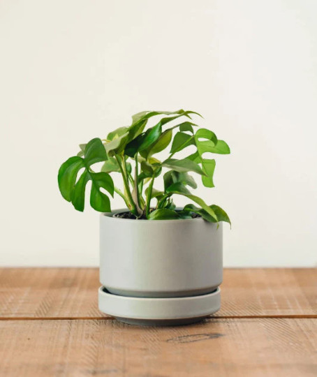 MONSTERA GINNY in 4″ Pot | Mini Split Leaf | Live HousePlant | Tetrasperma