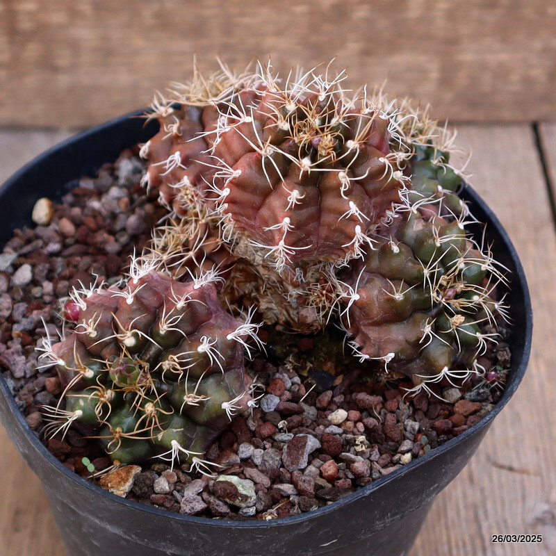 A8094 GYMNOCALYCIUM MIHANOVICHII pot14-H9-W13 cm MaMa cactus