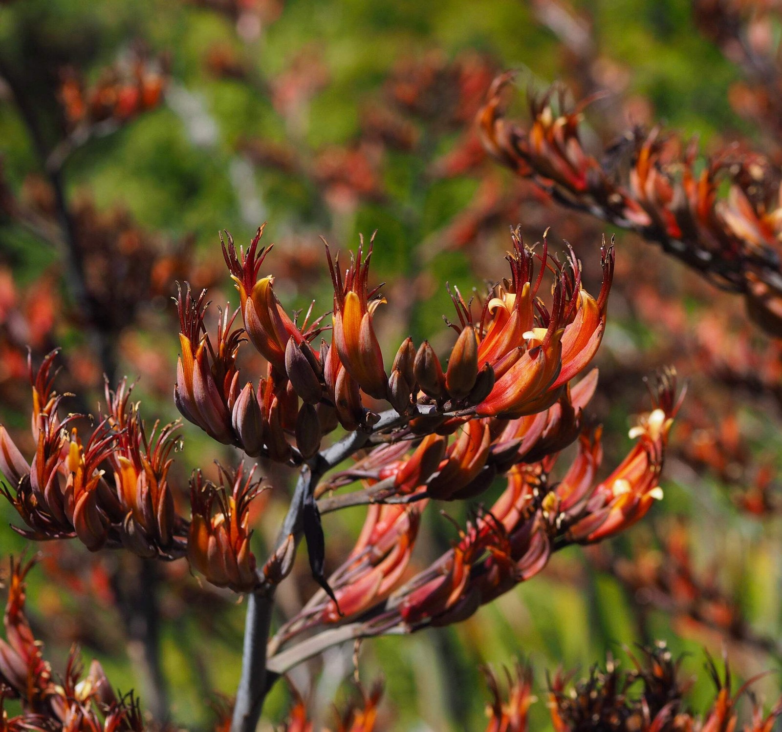 Phormium tenax 90-150cm | New Zealand flax | Flax lily – New Zealand flax | Flax