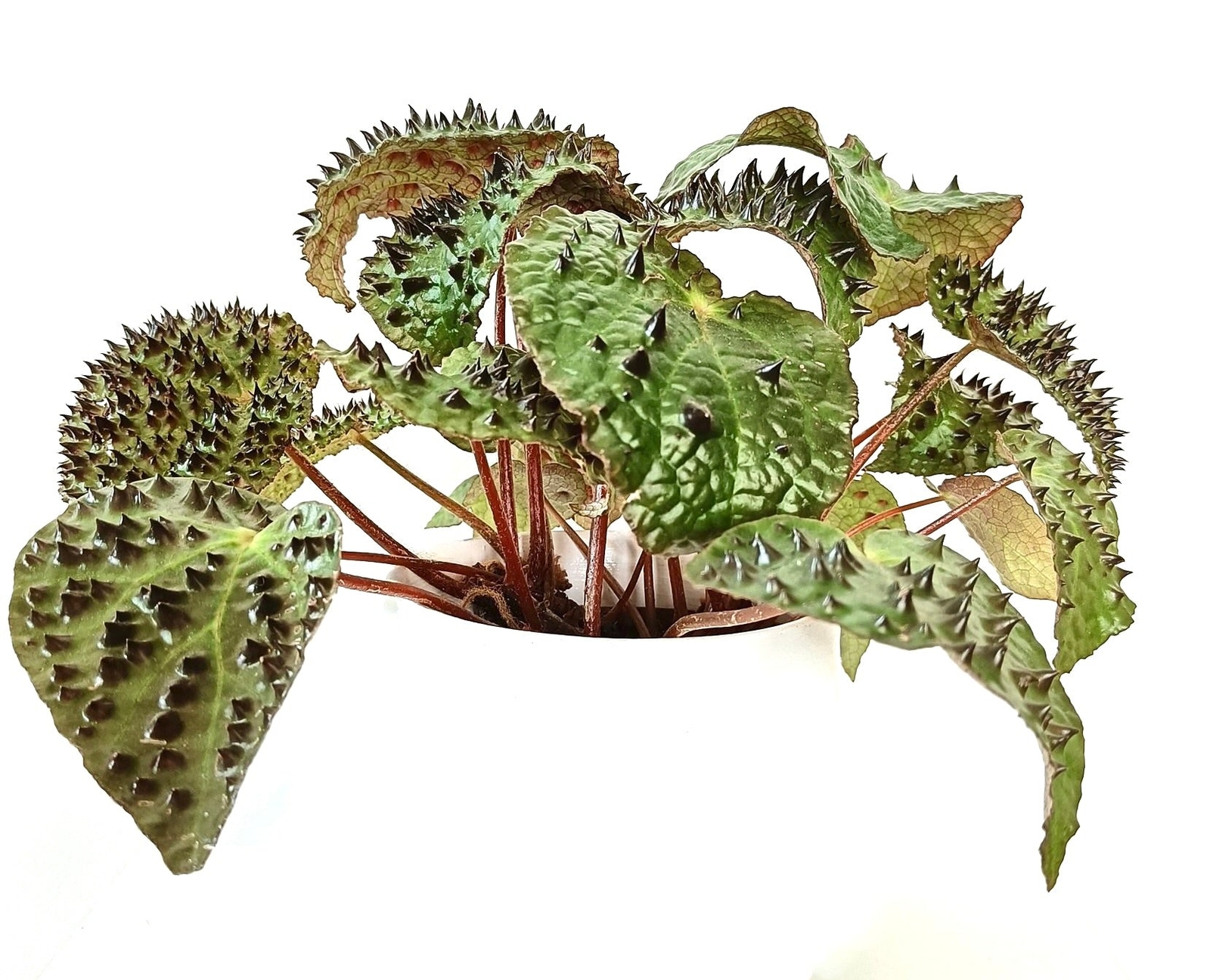 Begonia cv “FEROX” 10-25cm –