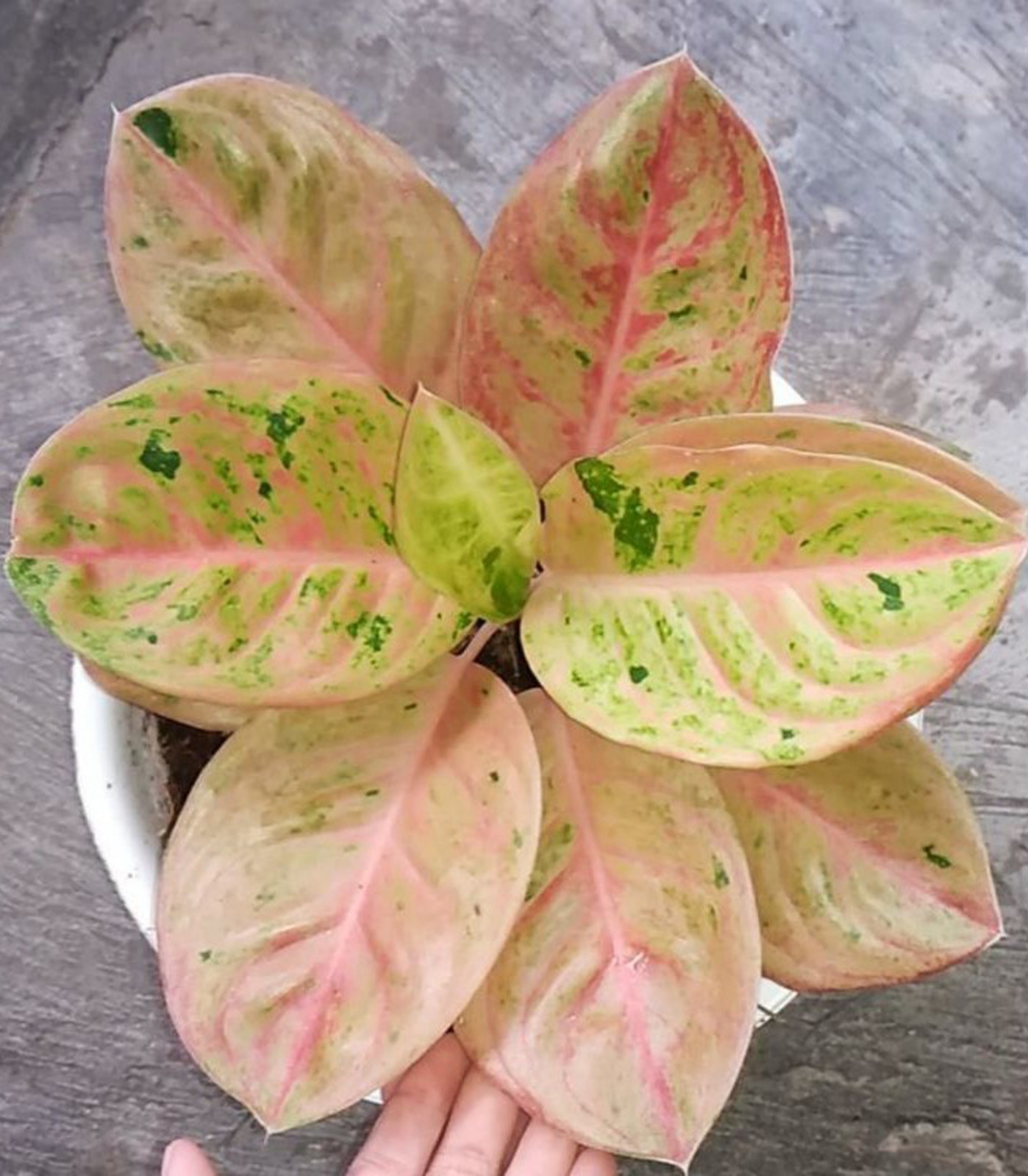 Aglonema Emerald with Rare Aroid Indoor Houseplant