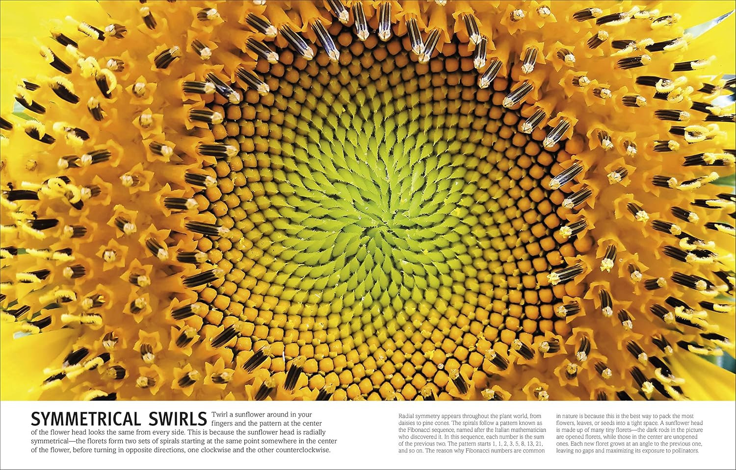 Trees, Leaves, Flowers & Seeds: a Visual Plant Encyclopedia for Kids (DK Our Wor