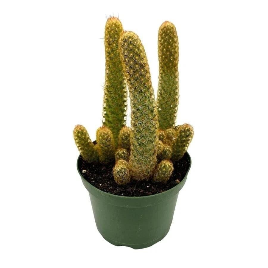 Mammillaria Elongata Lady Finger Live Cactus Copper King, Plants Rare Plants US