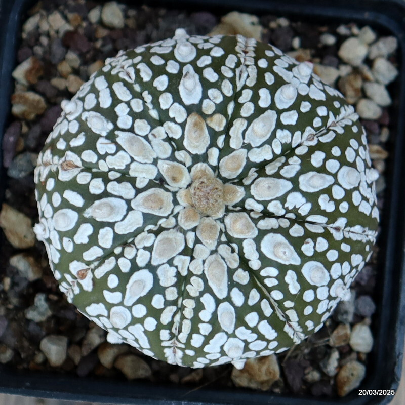 A4764 ASTROPHYTUM SUPERKABUTO SNOW pot9-H6-W7 cm MaMa Cactus